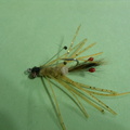 My leggy shrimp