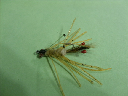 My leggy shrimp