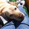 Tika our yellow lab takes a nap on Mrs. Nut's lap
