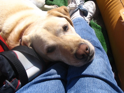 Tika our yellow lab takes a nap on Mrs. Nut's lap
