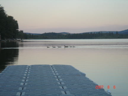 Billy quickly snaps a picture off the end of the dock of some Canada geese.