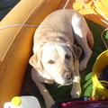 Tika relaxes in the boat
