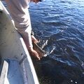 Mike releasing a fish