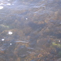 Brown trout hiding in the water after release. The fish stayed put for about a minute after releasing it. 