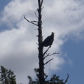 Golden eagle watches the fawn