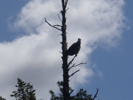 Golden eagle watches the fawn