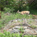 Mother with fawn pic #2