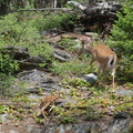 Mother with fawn Pic #1