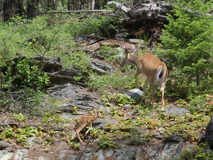 Mother with fawn Pic #1