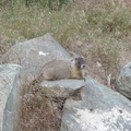 marmot2