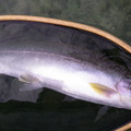 25" Sheridan trout on Chromie