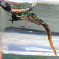 A chironomid tries to hatch in the vial