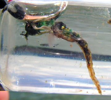 A chironomid tries to hatch in the vial