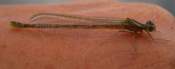 A damsel teneral has a rest on my thumb