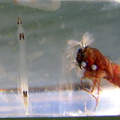 A phantom midge poses while a chironomid looks on...
