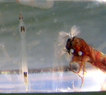 A phantom midge poses while a chironomid looks on...