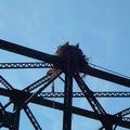 Osprey nest at Wallachin