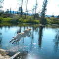 Sadie_leaping_off_dock.jpg