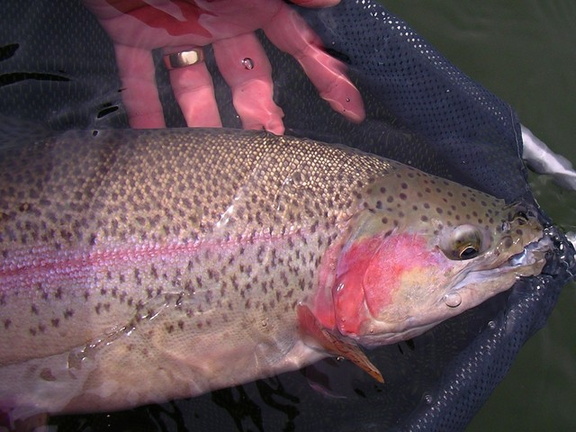 A fatty from a South Okanagan lake.