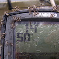 A few chironomids resting on my boat...