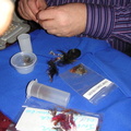 Sorting flies for the draw