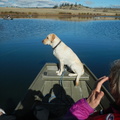 Salmon Lake Fish-In Sadie on the bow 1