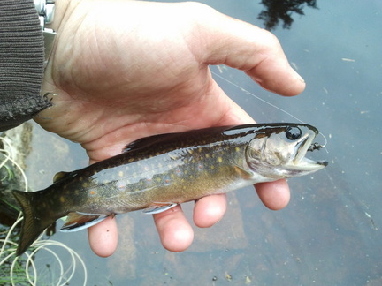 Beaver pond brook trout