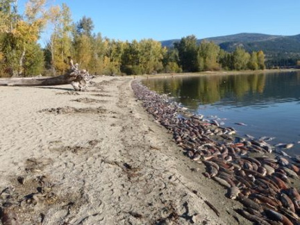 Sockeye carcasses along Big Shuswap Lake near Adams