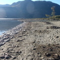 More sockeye carcasses along Big Shuswap Lake
