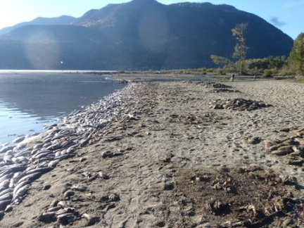 More sockeye carcasses along Big Shuswap Lake