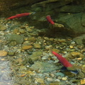 Sockeye in the Adams artificial spawning ground channel