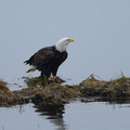 Bald Eagle at Deroche