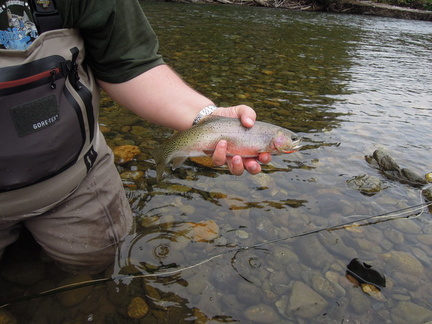 Another Skagit Westslope Cutthroat Trout