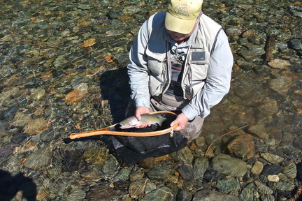 Another Skagit Westslope Cutthroat Trout