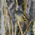 Huttons Vireo 2
