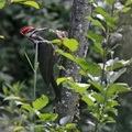 Pileated 2