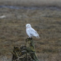 Snowy Owl at Boundary Bay