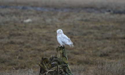 Snowy Owl at Boundary Bay