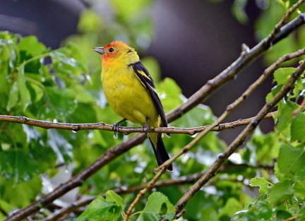 Western Tanager 2