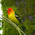 Western Tanager 3