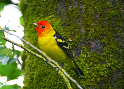 Western Tanager 3