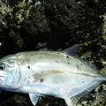 A local crevalle, they call them Torro, or Torrito. good fighters