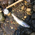 Thompson trout