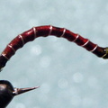 Bloodworm-GrahamRed1