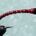 Bloodworm-KrazyNatural1