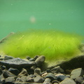 Underwater pic of algae cluster