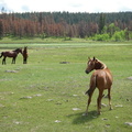 Horse play along the route
