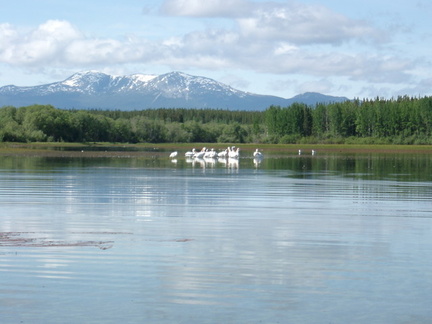 White Pelicans on Anaheim lake