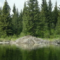 Huge Beaver dam