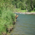 Elk river - Pair of baby moose